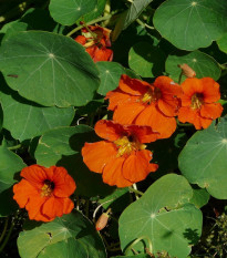 Lichořeřišnice větší Tom Pouce - Tropaeolum majus - semena lichořeřišnice - 15 ks